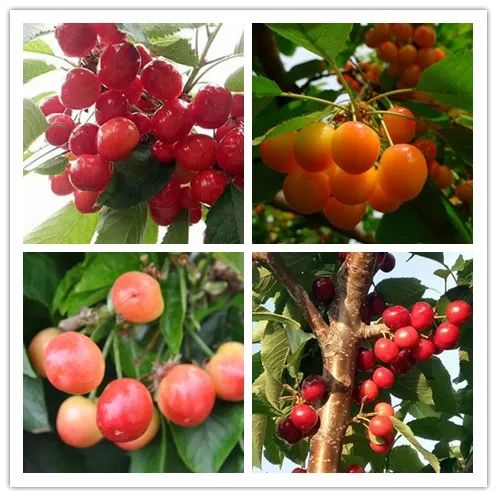 银娱优越会(中国)股份有限公司